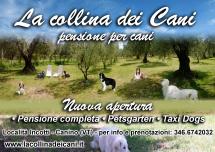 pensione per cani roma